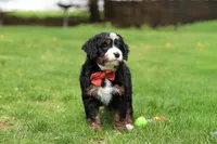 Tulsi, a female Miniature Bernedoodle for sale in Dundee, OH – Photo 6 of 8