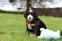 Tulsi, a female Miniature Bernedoodle for sale in Dundee, OH – Photo 4 of 8