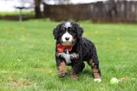 Tulsi, a female Miniature Bernedoodle for sale in Dundee, OH – Photo 8 of 8