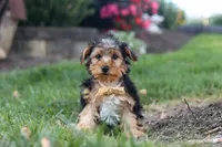 Myles, a male Yorkipoo for sale in Dundee, OH – 5 of 9