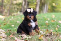 Dolly, a female Miniature Bernedoodle for sale in Dundee, OH – 1 of 10