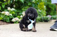 Cooper, a male Cavapoo for sale in Dundee, OH – 4 of 9