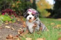 Zendaya, a female Miniature Bernedoodle for sale in Dundee, OH – 4 of 6