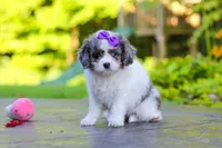 Katie, a female Cavapoo for sale in Dundee, OH – 6 of 10