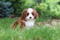 Maverick, a male Cavapoo for sale in Dundee, OH – 2 of 10
