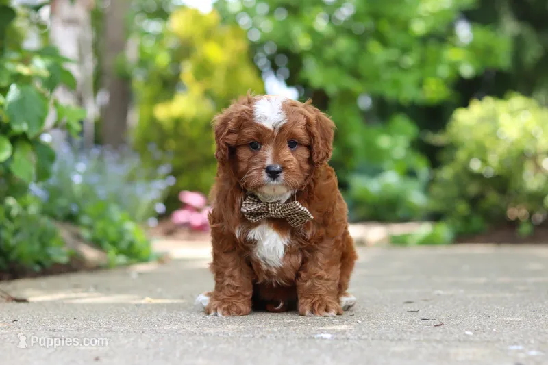 Theo – Cavapoo puppy for sale in Dundee, OH