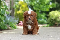 Theo, a male Cavapoo for sale in Dundee, OH – 1 of 9
