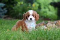 Cody, a male Cavapoo for sale in Dundee, OH – 5 of 9