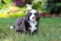 Whyatt, a male Miniature Bernedoodle for sale in Dundee, OH – 3 of 9