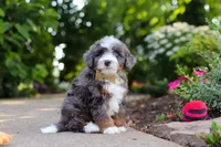 Bear, a male Miniature Bernedoodle for sale in Dundee, OH – 5 of 7