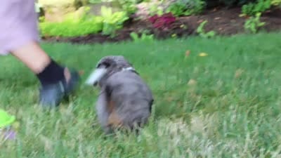 Whyatt, a male Miniature Bernedoodle for sale in Dundee, OH – 9 of 9