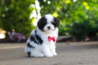 Leo, a male Cavapoo for sale in Dundee, OH – 8 of 10