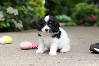 Hunter, a male Cavapoo for sale in Dundee, OH – 6 of 8