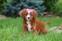 Summer, a female Cavapoo for sale in Dundee, OH – 7 of 8