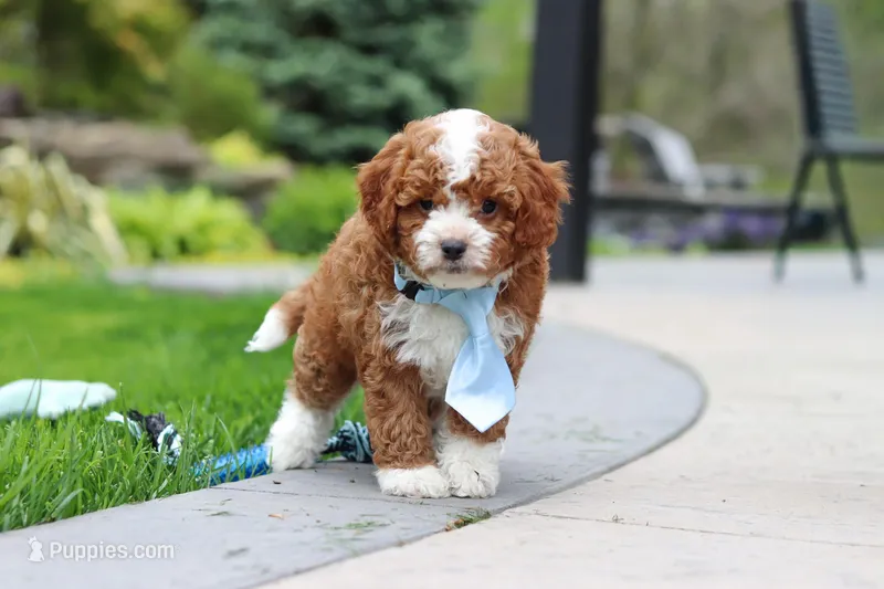 Frankie – Cavapoo puppy on hold in Dundee, OH