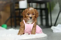 Mable, a female Cavapoo for sale in Dundee, OH – Photo 4 of 9