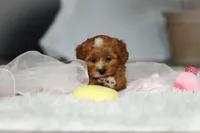 Mable, a female Cavapoo for sale in Dundee, OH – Photo 3 of 9