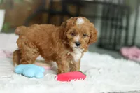 Mable, a female Cavapoo for sale in Dundee, OH – Photo 8 of 9
