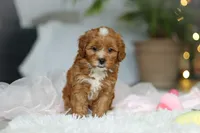 Mable, a female Cavapoo for sale in Dundee, OH – Photo 6 of 9