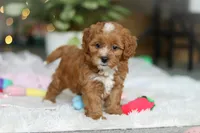 Mable, a female Cavapoo for sale in Dundee, OH – Photo 2 of 9