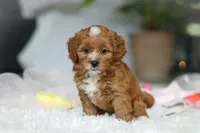 Mable, a female Cavapoo for sale in Dundee, OH – Photo 7 of 9