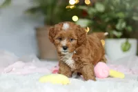 Mable, a female Cavapoo for sale in Dundee, OH – Photo 9 of 9