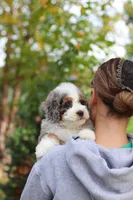 Paris, a female Miniature Bernedoodle for sale in Dundee, OH – 9 of 10