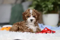 Theo, a male Cavapoo for sale in Dundee, OH – Photo 2 of 10