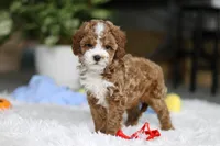 Theo, a male Cavapoo for sale in Dundee, OH – Photo 7 of 10