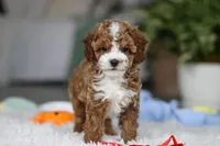 Theo, a male Cavapoo for sale in Dundee, OH – Photo 4 of 10