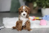 Theo, a male Cavapoo for sale in Dundee, OH – Photo 10 of 10