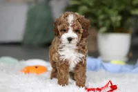 Theo, a male Cavapoo for sale in Dundee, OH – Photo 6 of 10