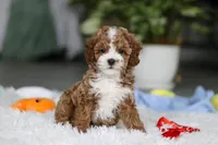 Theo, a male Cavapoo for sale in Dundee, OH – Photo 1 of 10