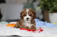 Theo, a male Cavapoo for sale in Dundee, OH – Photo 3 of 10