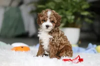 Theo, a male Cavapoo for sale in Dundee, OH – Photo 8 of 10