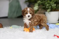 Theo, a male Cavapoo for sale in Dundee, OH – Photo 9 of 10