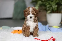 Theo, a male Cavapoo for sale in Dundee, OH – Photo 5 of 10