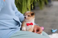 Milo, a male Miniature Australian Shepherd and Havachon for sale in Dundee, OH – 6 of 10