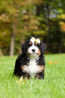 Taylor, a female Miniature Bernedoodle for sale in Dundee, OH – 4 of 6