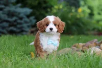 Cody, a male Cavapoo for sale in Dundee, OH – 2 of 9