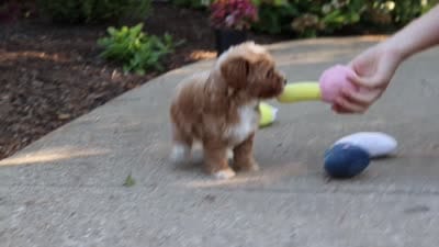 Brady, a male Cavapoo for sale in Dundee, OH – 9 of 9