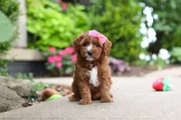 Autumn, a female Cavapoo for sale in Dundee, OH – 10 of 10