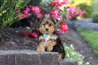 Winston, a male Yorkipoo for sale in Dundee, OH – 8 of 10