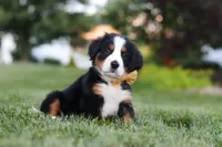 Denali, a male Bernese Mountain Dog for sale in Dundee, OH – 6 of 10