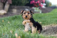 Myles, a male Yorkipoo for sale in Dundee, OH – 6 of 9