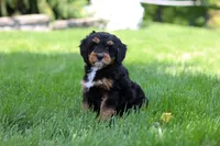 Nala, a female Miniature Bernedoodle for sale in Dundee, OH – 5 of 9
