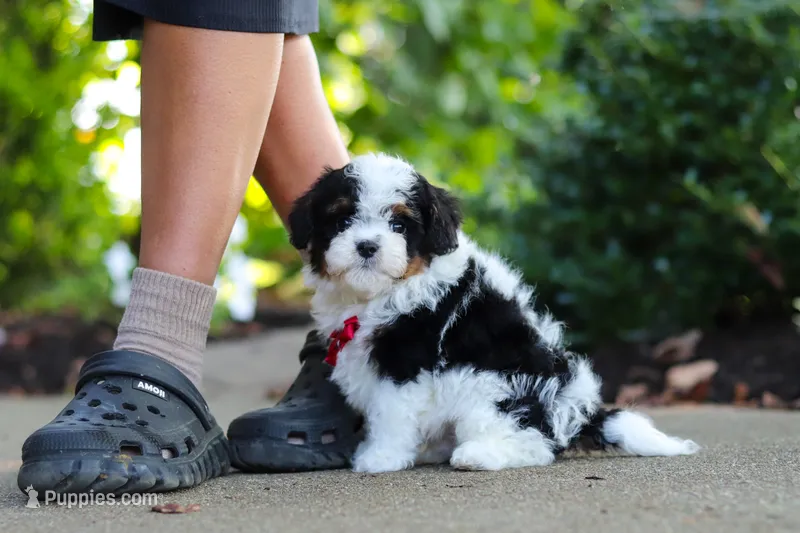 Leo – Cavapoo puppy for sale in Dundee, OH
