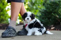 Leo, a male Cavapoo for sale in Dundee, OH – 1 of 10
