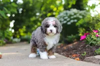 Remi, a female Miniature Bernedoodle for sale in Dundee, OH – 3 of 5