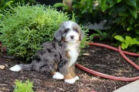 Bear, a male Miniature Bernedoodle for sale in Dundee, OH – 6 of 7